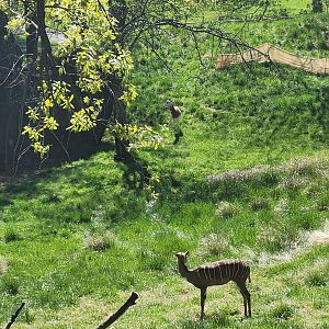 Maryland Zoo - Lesser Kudu + Addra Gazelle exhibit