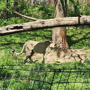 Maryland Zoo - Cheetah