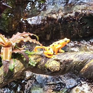 Maryland Zoo - Panamanian Golden Toad