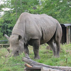 Eastern Black Rhinoceros