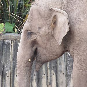 Asian Elephant - Sundara