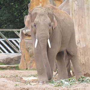 Asian Elephant - Anjan