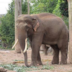 Asian Elephant - Aung Bo