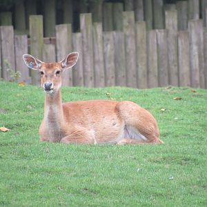Burmese Brow-Antlered Deer
