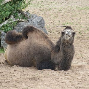 Bactrian Camel
