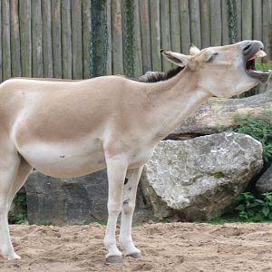 Persian Onager