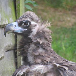 Black Vulture