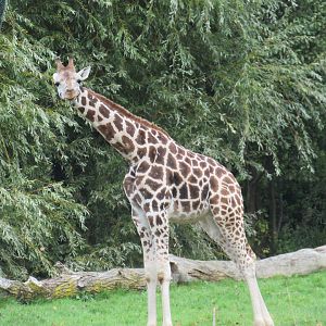 Rothschild’s Giraffe