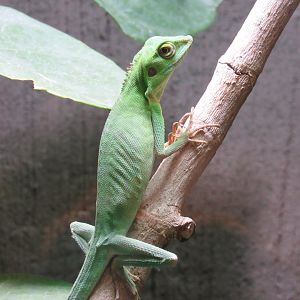 Green Crested Lizard