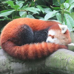 Red Panda