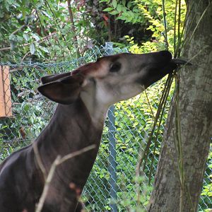 Okapi