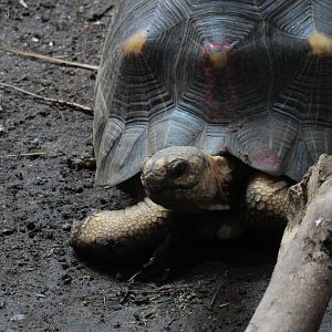 Radiated Tortoise