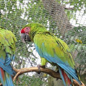 Great Green Macaw