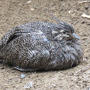 Elegant-Crested Tinamou