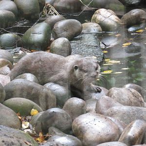 Asian Short-Clawed Otter
