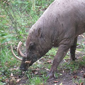 Sulawesi Babirusa