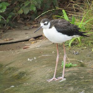 Black-Necked Stilt