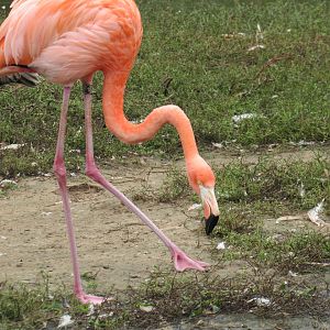 American Flamingo