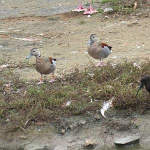 Ringed Teal