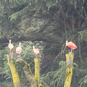Scarlet Ibis