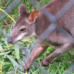 Dusky Pademelon