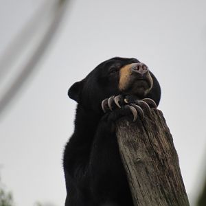Malayan Sun Bear