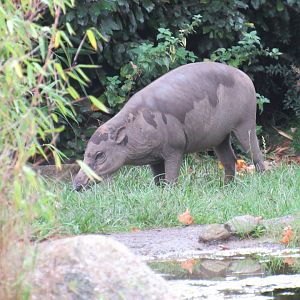 Sulawesi Babirusa