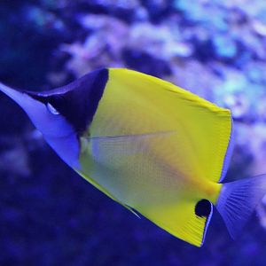 Forceps Butterflyfish (Forcipiger flavissimus)