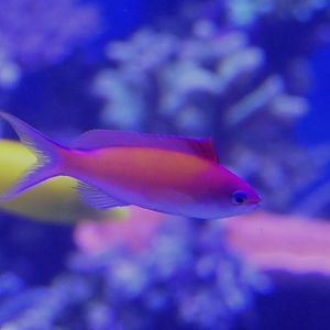 Redfin Anthias (Nemanthias dispar)