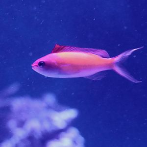 Redfin Anthias (Nemanthias dispar)