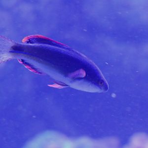 Exquisite Fairywrasse (Cirrhilabrus exquisitus)
