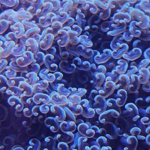 Anchor Coral (Euphyllia ancora)