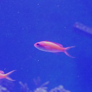 Redfin Anthias (Nemanthias dispar)