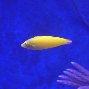 Canary Wrasse (Halichoeres chrysus)