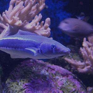 Blue Blanquillo (Malacanthus latovittatus)