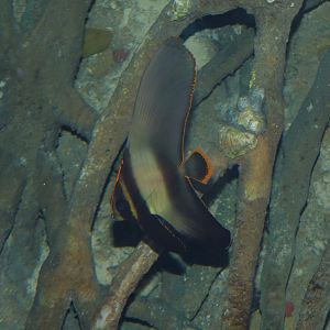 Pinnate Batfish (Platax pinnatus) - juvenile