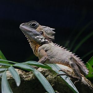 Boyd's Forest Dragon