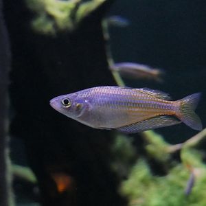 Eastern Rainbowfish (Melanotaenia splendida)