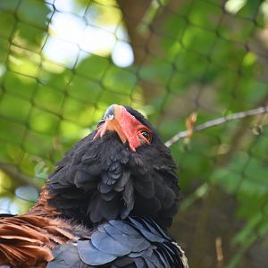 Bateleur, Terathopius ecaudatus