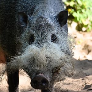 Bornean bearded pig, Sus barbatus