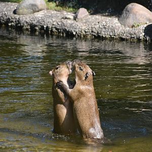 Capybara, Hydrochaerus hydrochaeris