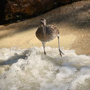 Eurasian curlew in the wash, Numenius arquata