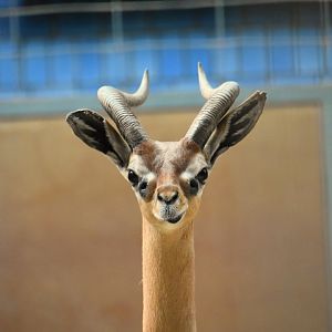 Southern gerenuk, Litocranius walleri
