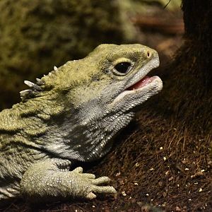 Tuatara, Sphenodon punctatus