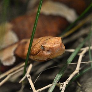Trans Pecos copperhead, Agkistrodon contortix