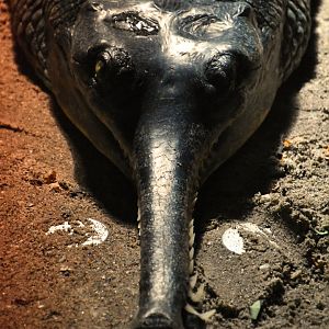 Indian gharial, Gavialis gangeticus