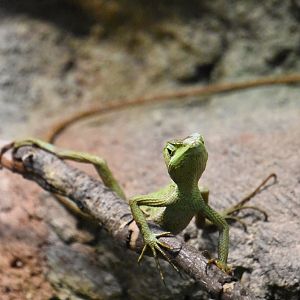 Eastern casquehead iguana, Laemanctus longipes