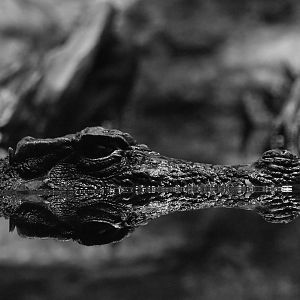 Dwarf crocodile, Osteolaemus tetraspis