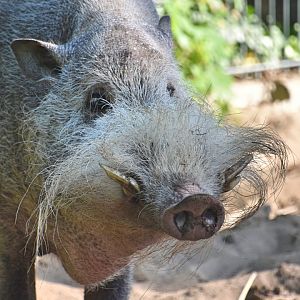 Bornean bearded pig, Sus barbatus