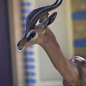 Southern gerenuk, Litocranius walleri